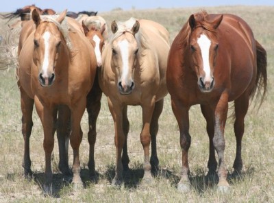 mares Debby San, Anna Drift and Lady Anna Sana